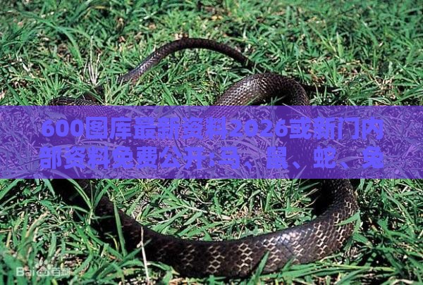 600图库最新资料2026或新门内部资料免费公开:马、鼠、蛇、兔:创意解答、专家解析解释与落实​,警惕虚假的假广告云